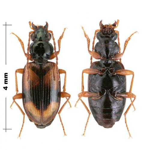 Bembidion subcostatum