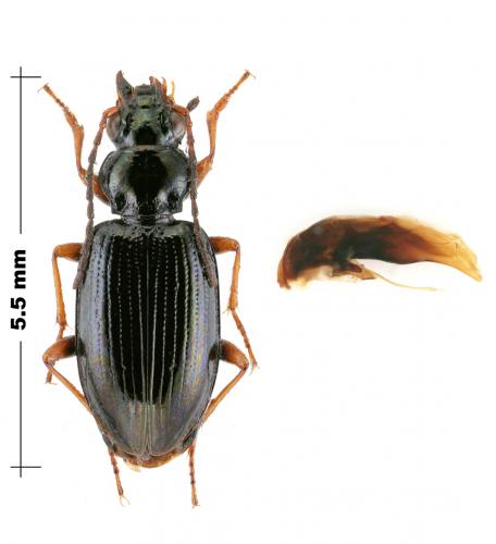 Bembidion latinum