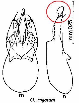 Omalium rugatum