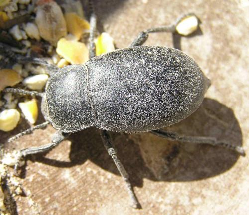 Blaps lethifera