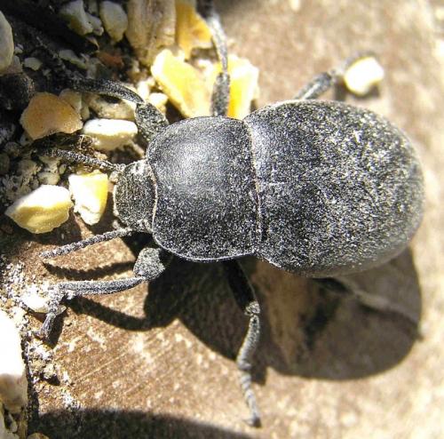 Blaps lethifera