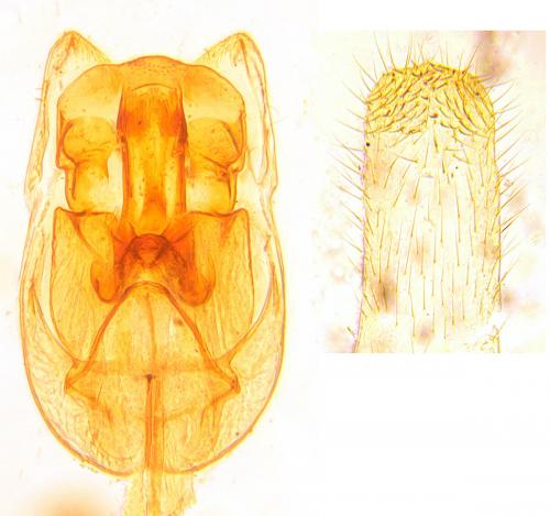Malthinus seriepunctatus