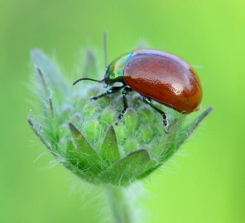 Réf. 156 594 : Chrysolina polita