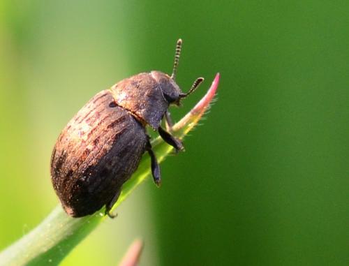 Byrrhus sp.