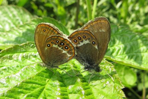 Réf. 156 976 : Coenonympha hero