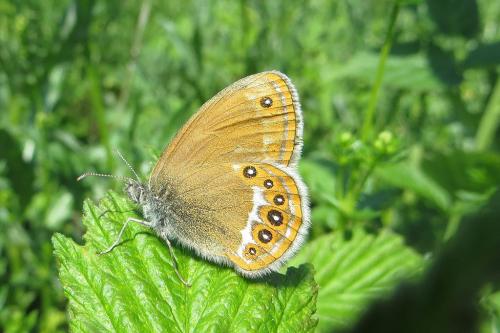 Réf. 156 977 : Coenonympha hero