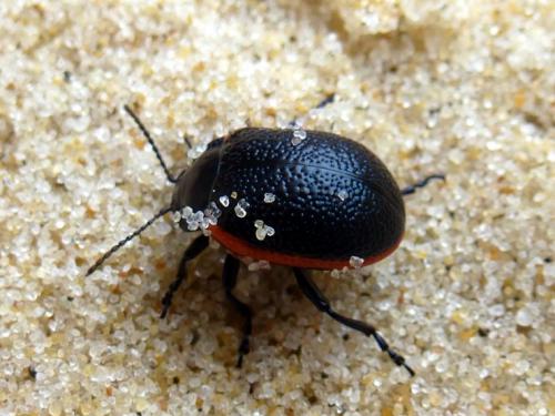 Réf. 156 378 : Chrysolina oceanoripensis