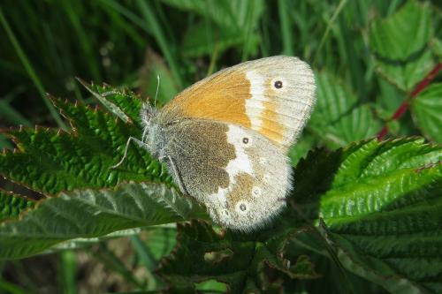 Coenonympha tullia