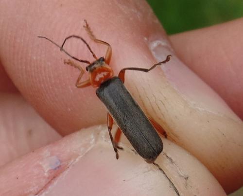 Cantharis pellucida