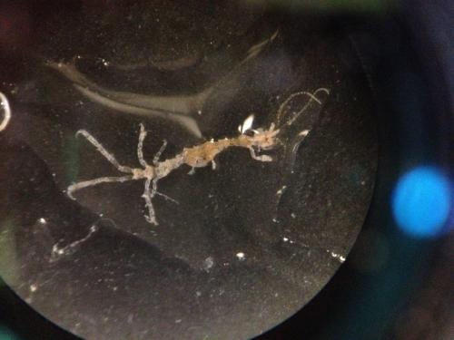 Caprella sp.