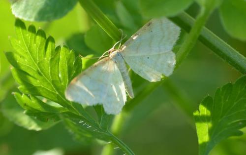 Idaea humiliata