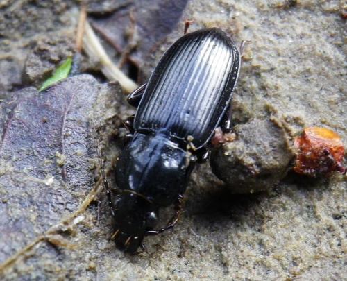 Réf. 156 205 : Pterostichus sp.