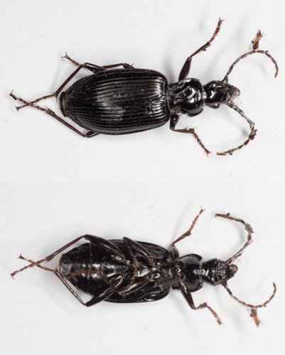 Réf. 156 941 : Platynus assimilis