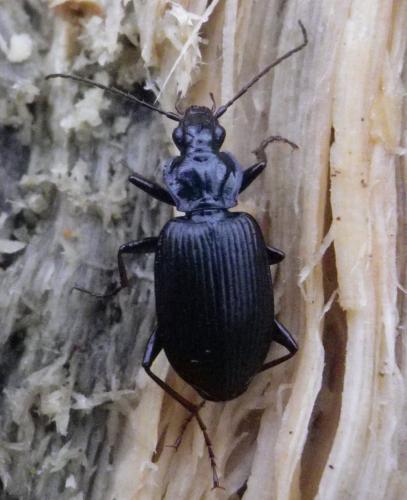 Réf. 156 903 : Platynus assimilis