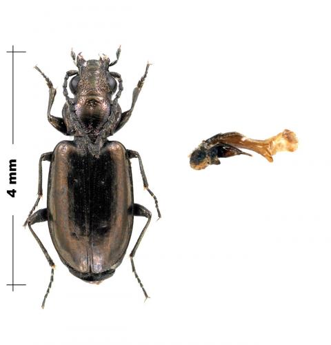 Réf. 156 442 : Bembidion bipunctatum