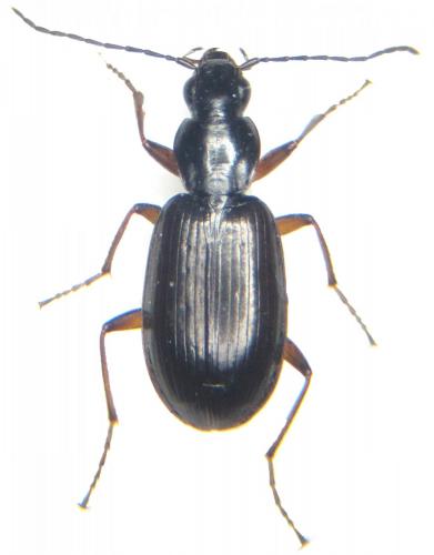 Réf. 156 524 : Agonum thoreyi