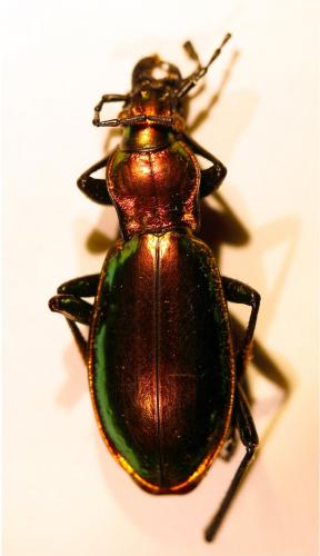 Réf. 156 241 : Carabus splendens