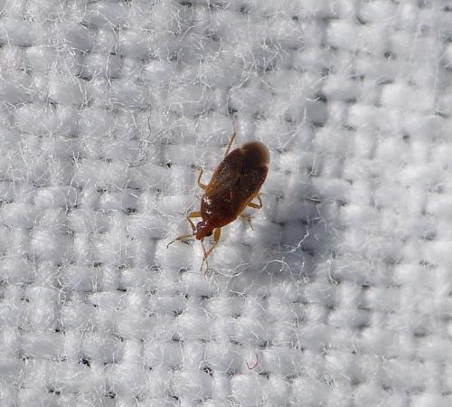 Réf. 156 161 : Cardiastethus fasciiventris