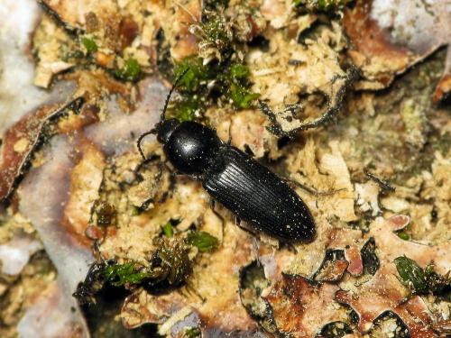 Cardiophorus vestigialis
