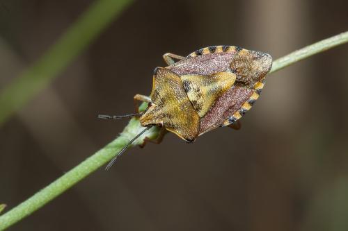 Carpocoris purpureipennis