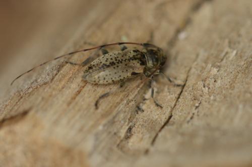 Réf. 156 559 : Leiopus femoratus