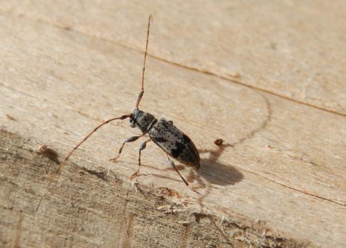Réf. 156 601 : Leiopus femoratus