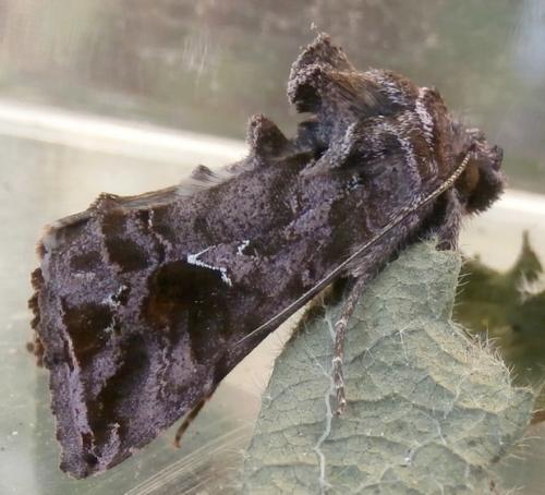 Ctenoplusia accentifera