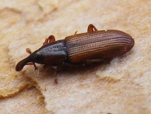 Cossonus linearis