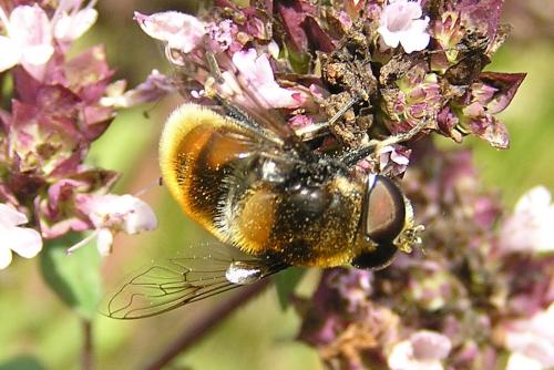 Réf. 156 196 : Eristalis intricaria