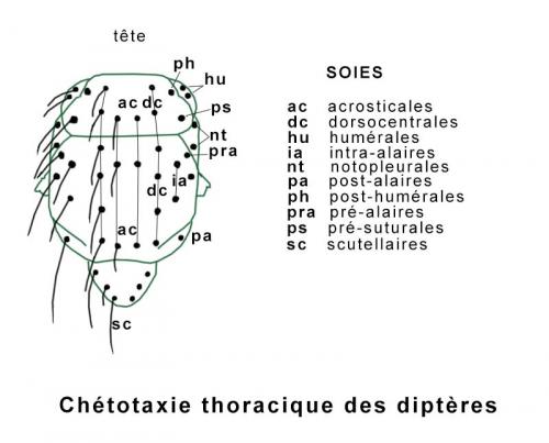 Indéterminé