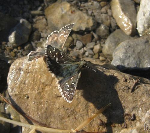 Réf. 156 808 : Pyrgus sp.