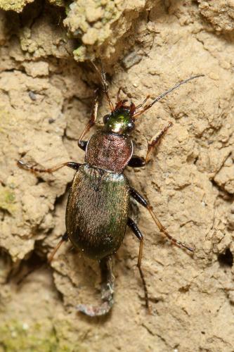 Réf. 156 653 : Chlaenius tibialis