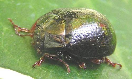 Réf. 156 044 : Chrysolina bankii