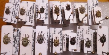Cionus sp.
