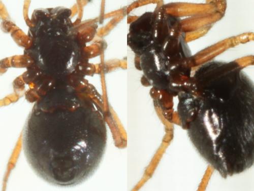 Erigone atra