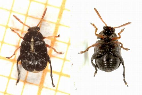 Réf. 156 069 : Bruchus luteicornis