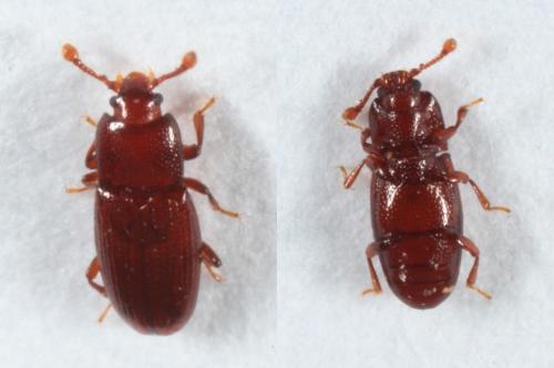 Cerylon ferrugineum