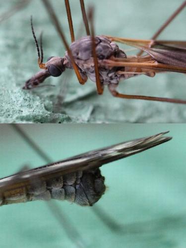 Tipula winthemi