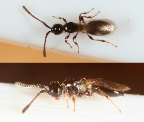 Réf. 156 071 : Trichopria sp.