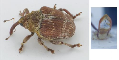 Coeliodes transversealbofasciatus