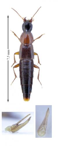 Réf. 156 853 : Quedius nigriceps