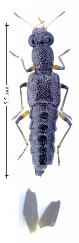 Réf. 156 583 : Stenus cicindeloides