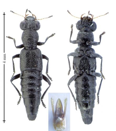 Stenus bifoveolatus