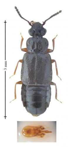 Réf. 156 647 : Omalium rugatum