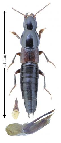 Quedius molochinus