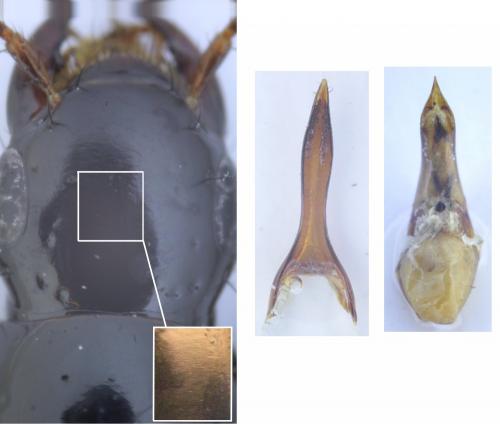 Quedius molochinus
