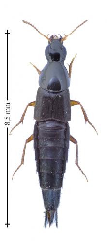Réf. 156 823 : Quedius sp.