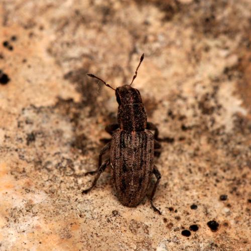 Sitona puncticollis