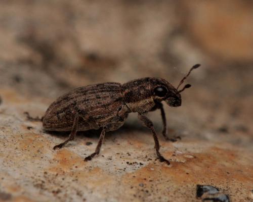 Sitona puncticollis