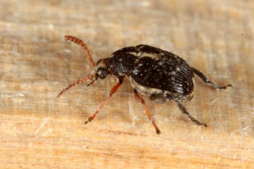 Réf. 156 068 : Bruchus luteicornis